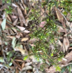 Leucopogon juniperinus at Kangaroo Valley, NSW - 31 Aug 2024 01:15 PM