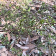 Leucopogon juniperinus at Kangaroo Valley, NSW - 31 Aug 2024