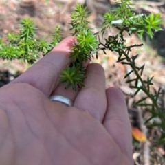 Leucopogon juniperinus at Kangaroo Valley, NSW - 31 Aug 2024 01:15 PM