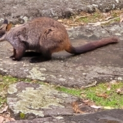 Petrogale penicillata (Brush-tailed Rock Wallaby) at Kangaroo Valley, NSW - 18 Aug 2024 by Chakola