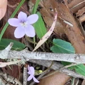 Viola betonicifolia at Kangaroo Valley, NSW - 31 Aug 2024