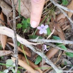 Viola betonicifolia at Kangaroo Valley, NSW - 31 Aug 2024