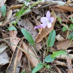 Viola betonicifolia at Kangaroo Valley, NSW - 31 Aug 2024 01:21 PM