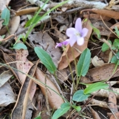 Viola betonicifolia at Kangaroo Valley, NSW - 31 Aug 2024