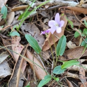 Viola betonicifolia at Kangaroo Valley, NSW - 31 Aug 2024 01:21 PM
