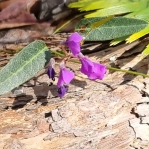 Hardenbergia violacea at Barrengarry, NSW - 31 Aug 2024