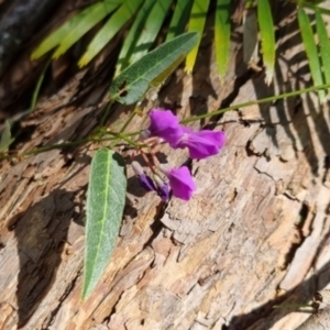 Hardenbergia violacea at Barrengarry, NSW - 31 Aug 2024