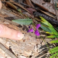 Hardenbergia violacea at Barrengarry, NSW - 31 Aug 2024