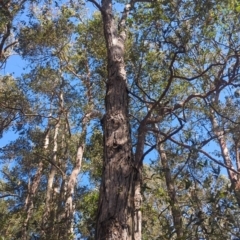 Syncarpia glomulifera subsp. glomulifera (Turpentine) at Kangaroo Valley, NSW - 31 Aug 2024 by McGrathAl