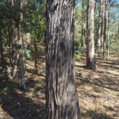 Syncarpia glomulifera subsp. glomulifera at suppressed - 31 Aug 2024