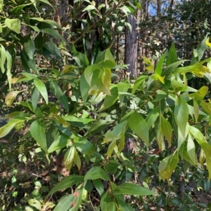 Acacia binervata at Kangaroo Valley, NSW - 31 Aug 2024