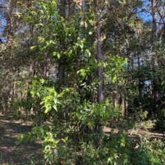 Acacia binervata at Kangaroo Valley, NSW - 31 Aug 2024