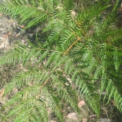 Pteridium esculentum (Bracken) at Kangaroo Valley, NSW - 31 Aug 2024 by McGrathAl