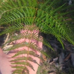 Pteridium esculentum at Kangaroo Valley, NSW - suppressed