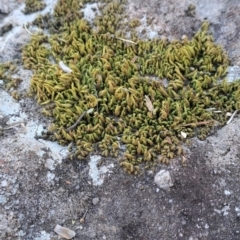 Unidentified Lichen, Moss or other Bryophyte at Kangaroo Valley, NSW - 31 Aug 2024 by RalphArn