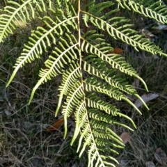 Pteridium esculentum (Bracken) at Kangaroo Valley, NSW - 31 Aug 2024 by RalphArn