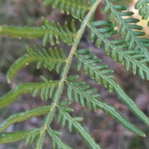 Pteridium esculentum at Kangaroo Valley, NSW - 31 Aug 2024 01:40 PM