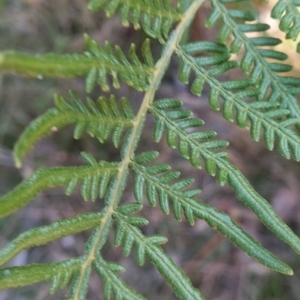 Pteridium esculentum at Kangaroo Valley, NSW - 31 Aug 2024 01:40 PM