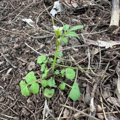 Cardamine hirsuta (Common Bittercress, Hairy Woodcress) at Aranda, ACT - 31 Aug 2024 by lbradley