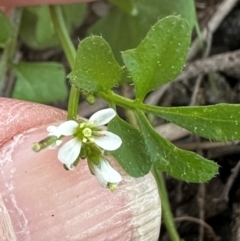 Cardamine hirsuta at Aranda, ACT - 31 Aug 2024