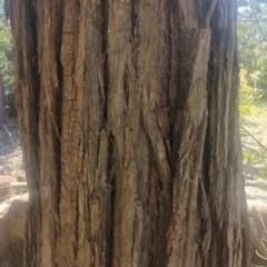 Syncarpia glomulifera at suppressed - suppressed