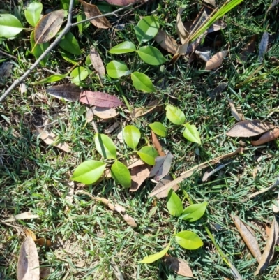 Pandorea pandorana (Wonga Wonga Vine) at Kangaroo Valley, NSW - 31 Aug 2024 by pallin