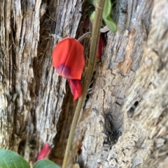 Kennedia rubicunda (Dusky Coral Pea) at Kangaroo Valley, NSW - 31 Aug 2024 by pcooperuow