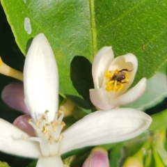 Apiformes (informal group) (Unidentified bee) at Teralba, NSW - 31 Aug 2024 by LyndalT