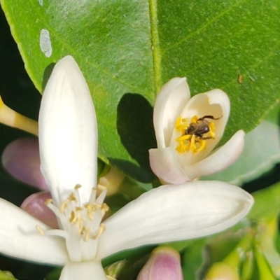 Apiformes (informal group) (Unidentified bee) at Teralba, NSW - 31 Aug 2024 by LyndalT