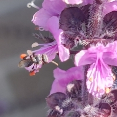 Apiformes (informal group) (Unidentified bee) at Teralba, NSW - 31 Aug 2024 by LyndalT