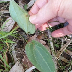 Clematis aristata at Kangaroo Valley, NSW - 31 Aug 2024 01:54 PM