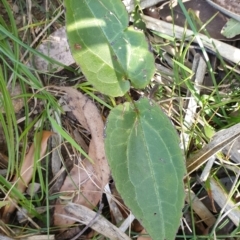 Clematis aristata at Kangaroo Valley, NSW - 31 Aug 2024 01:54 PM