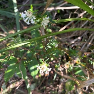 Pimelea linifolia at Kangaroo Valley, NSW - 31 Aug 2024 01:55 PM