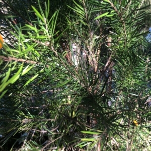 Persoonia linearis at Kangaroo Valley, NSW - 31 Aug 2024