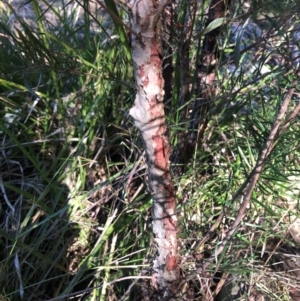 Persoonia linearis at Kangaroo Valley, NSW - suppressed