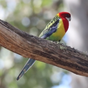 Platycercus eximius at Aranda, ACT - 30 Aug 2024