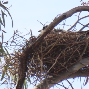 Gymnorhina tibicen at Narrabundah, ACT - 27 Aug 2024