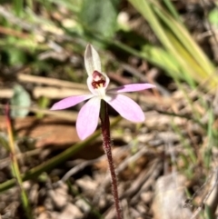 Caladenia fuscata (Dusky Fingers) at Hall, ACT - 31 Aug 2024 by strigo