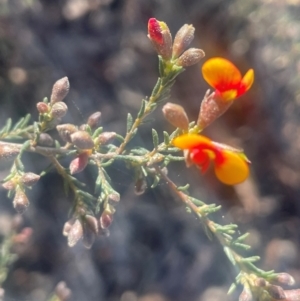 Dillwynia phylicoides at Jerrawa, NSW - 28 Aug 2024 02:30 PM