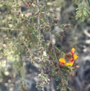 Dillwynia phylicoides at Jerrawa, NSW - 28 Aug 2024 02:30 PM