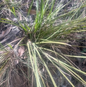 Lomandra multiflora at Bango, NSW - 28 Aug 2024 01:48 PM