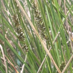 Carex appressa (Tall Sedge) at Bango, NSW - 28 Aug 2024 by JaneR