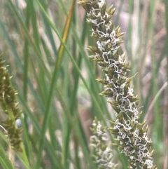 Carex appressa at Bango, NSW - 28 Aug 2024 01:35 PM