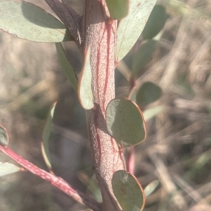 Acacia leucolobia at Lade Vale, NSW - 28 Aug 2024