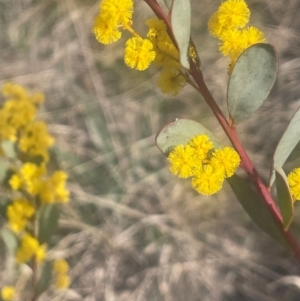 Acacia leucolobia at Lade Vale, NSW - 28 Aug 2024