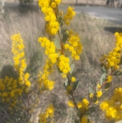 Acacia leucolobia at Lade Vale, NSW - 28 Aug 2024