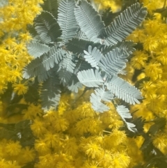 Acacia baileyana (Cootamundra Wattle, Golden Mimosa) at Bango, NSW - 28 Aug 2024 by JaneR