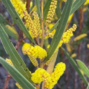 Acacia subtilinervis at Tianjara, NSW - 21 Aug 2024 11:15 AM