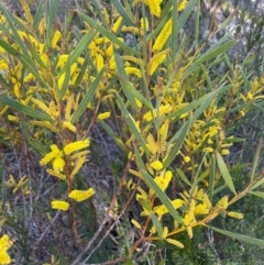 Acacia subtilinervis at Tianjara, NSW - 21 Aug 2024