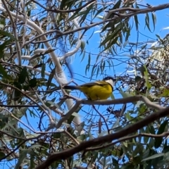 Pachycephala pectoralis (Golden Whistler) at Lawson, ACT - 31 Aug 2024 by mroseby